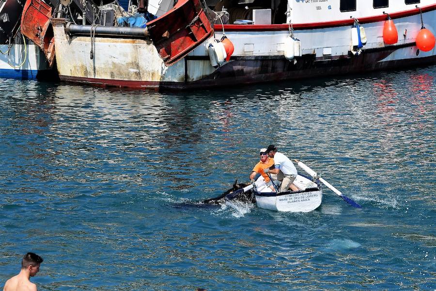 Fotos del último día de bous a la mar de Xàbia