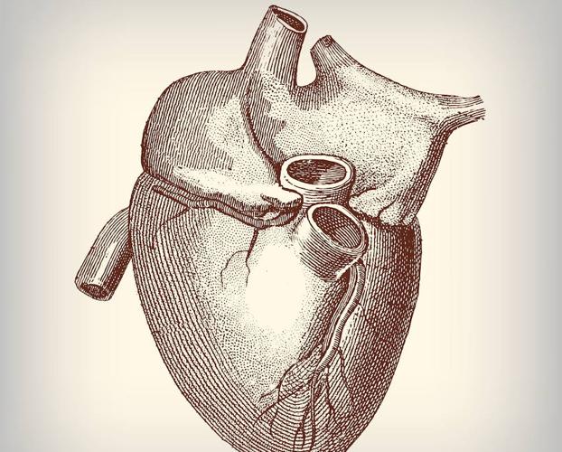 Músculos del corazón humano.