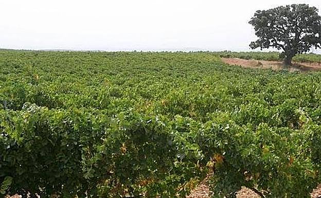 Dieciocho bodegas de Utiel y Requena se unen en plena guerra con la DO Valencia