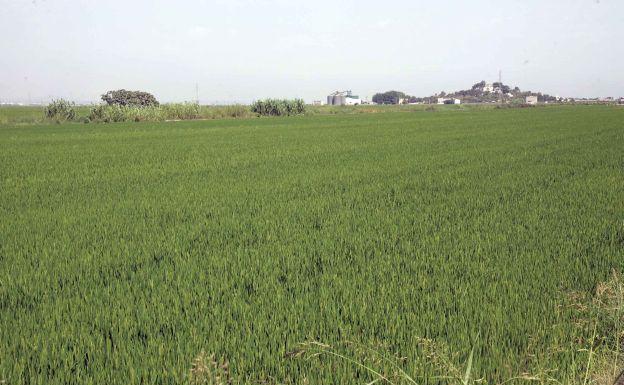 Campo de arroz en Sueca.