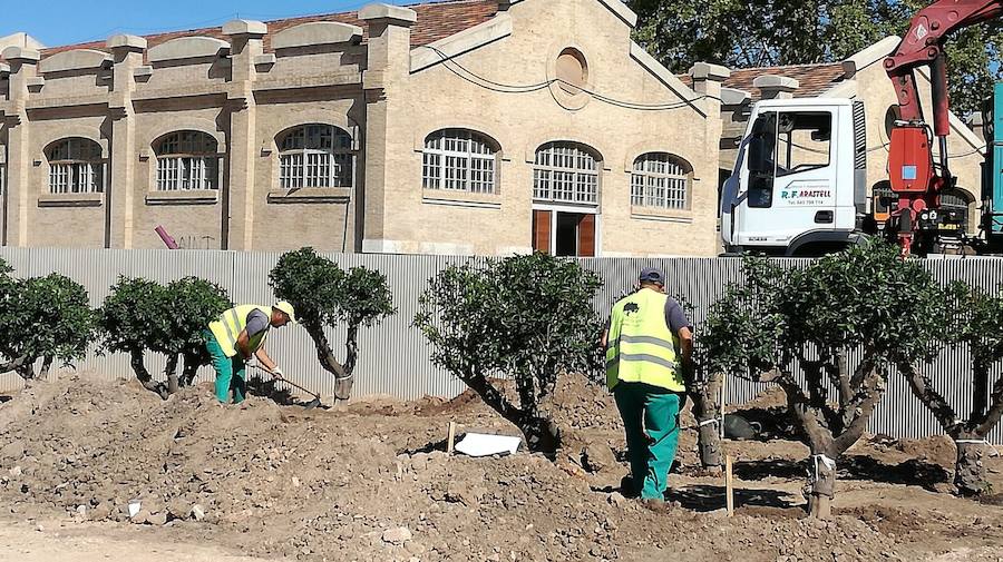 Fotos de la plantación de árboles de la zona Huerta-Jardín en el Parque Central de Valencia