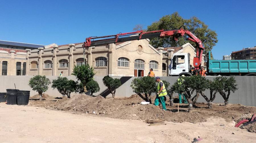 Fotos de la plantación de árboles de la zona Huerta-Jardín en el Parque Central de Valencia