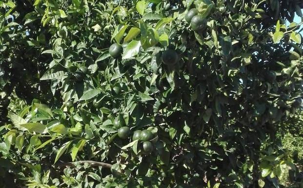 La Conselleria de Agricultura confirma que hay plantaciones ilegales de mandarina Sigal en la Comunitat Valenciana