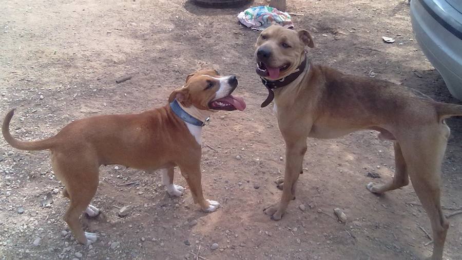 Buddy | Cruce de pitbull. También sustraído en Carlet. Presentaba signos de peleas entre canes.