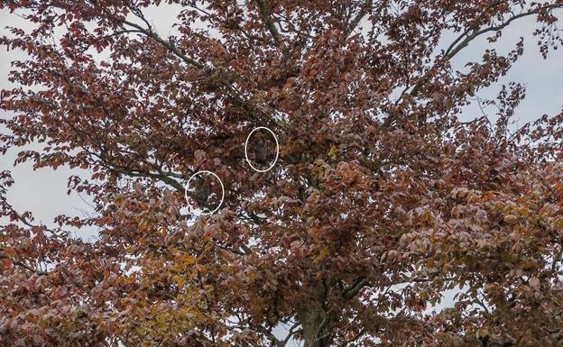 Solución | Dos pequeños búhos se camuflan en este árbol