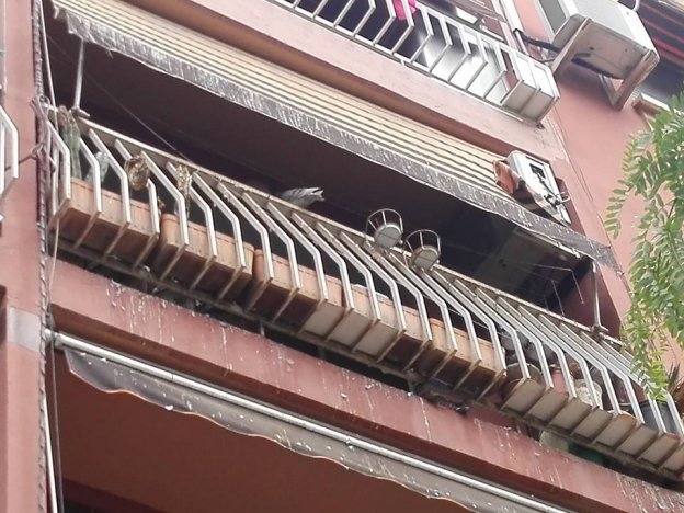 Una fachada de un edificio de Mislata, dañada por la presencia de palomas. 