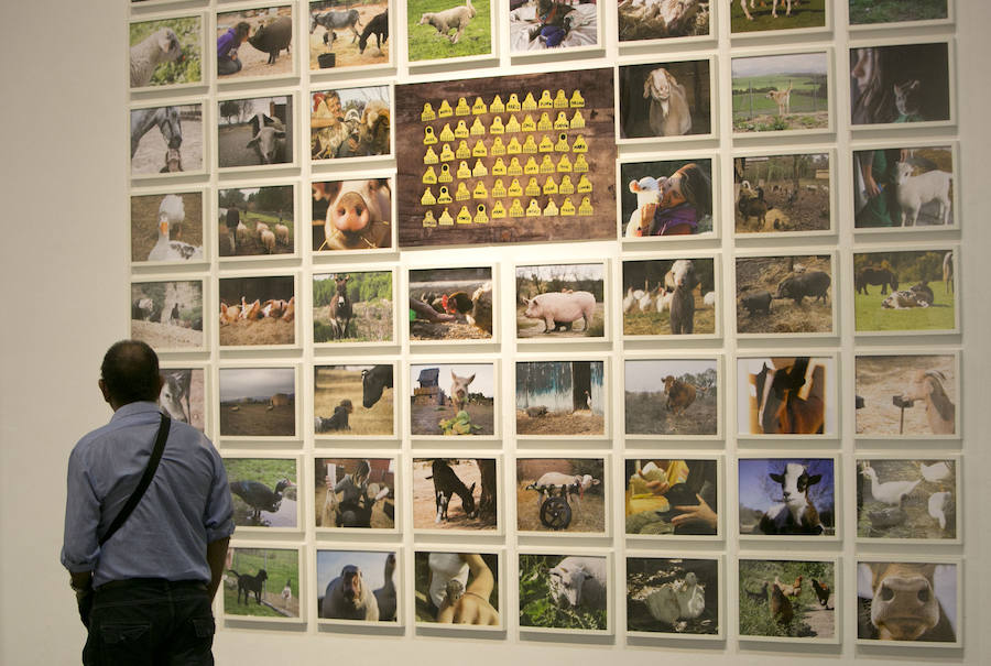 Fotos de la exposición Valencia Capital Animal