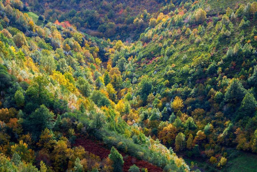 Bosques de los Ancares (Galicia)