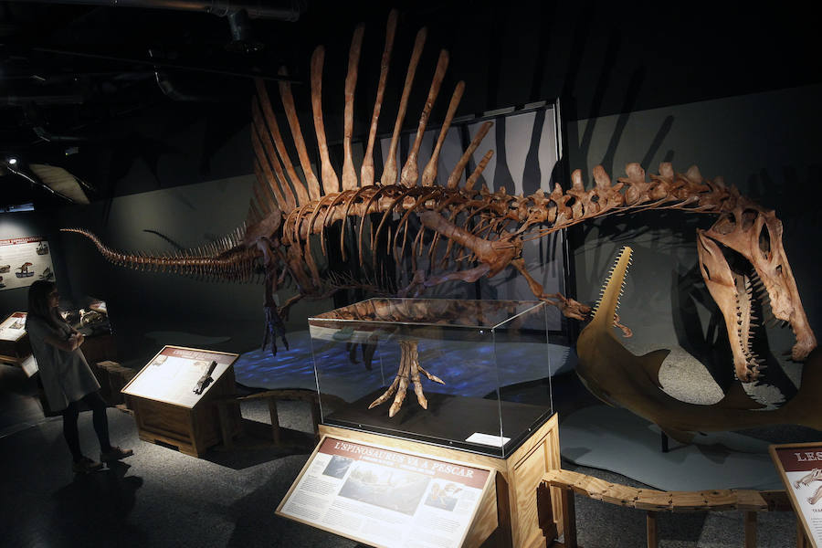 Fotos del Spinosaurus, el mayor dinosauro carnívoro adaptado también a la vida acuatica descubierto hasta el momento