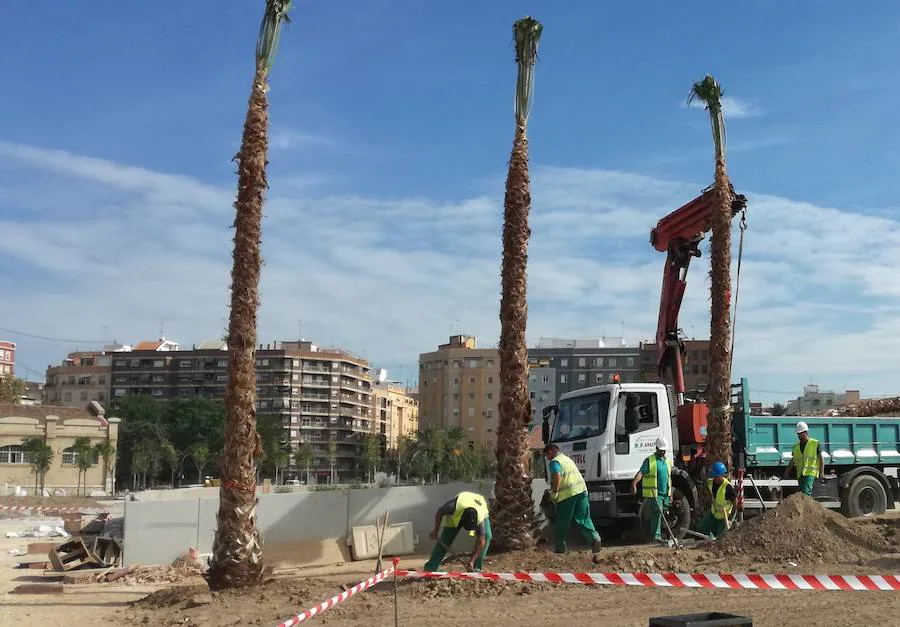Fotos de la plantación de árboles en Valencia