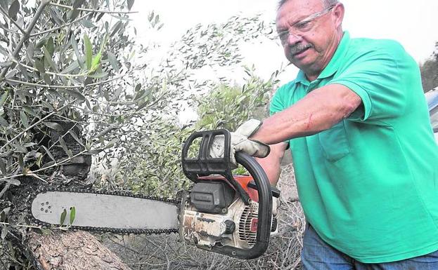 Un agricultor corta un olivo dañado.