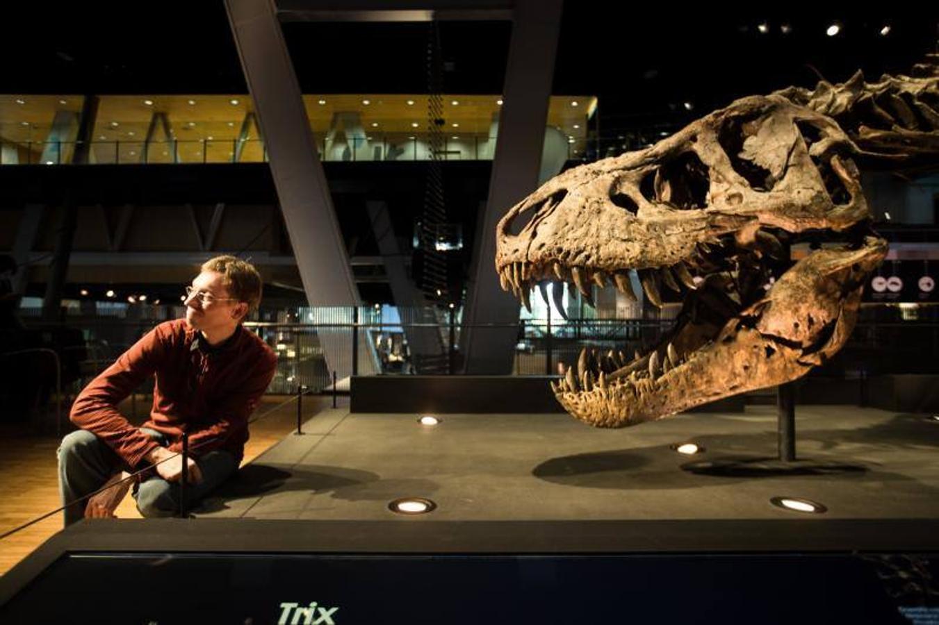 El tiranosaurio más completo y bien conservado del mundo se expone en el Cosmocaixa de Barcelona