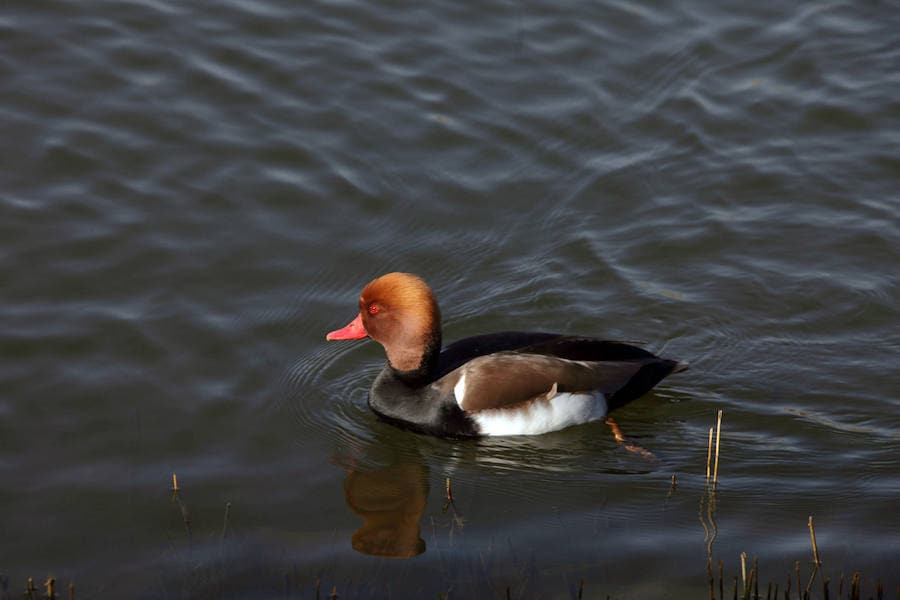 Pato colorado. Como otros patos buceadores de Europa, sus núcleos principales de invernada han sufrido un desplazamiento progresivo hacia el noreste del continente en los últimos 25 años. En España sufre el deterioro de los humedales.