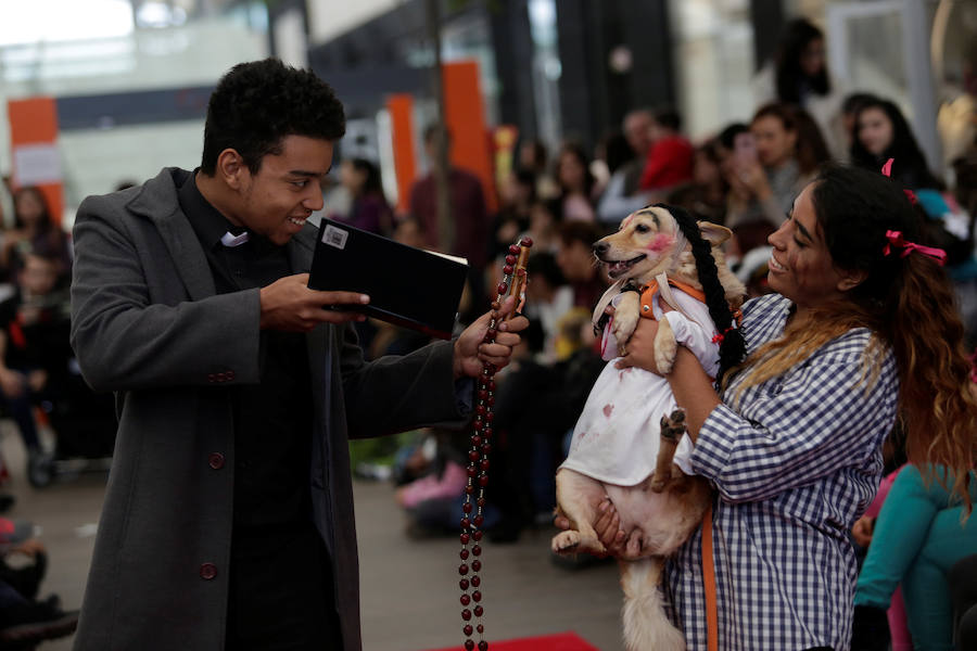 Perro disfrazado en la cabalgata canina del Día de Muertos de México