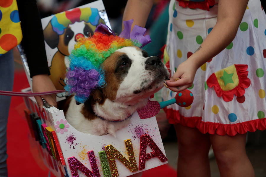 Perro disfrazado en la cabalgata canina del Día de Muertos de México