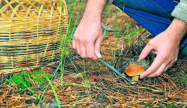 La recolección, que empieza en otoño, debe ser esmerada para que vuelva a salir la seta. 