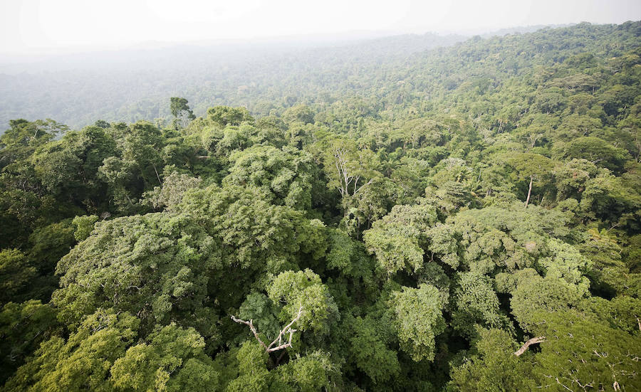 Vista de la vegetación del Amazonas de Brasil.