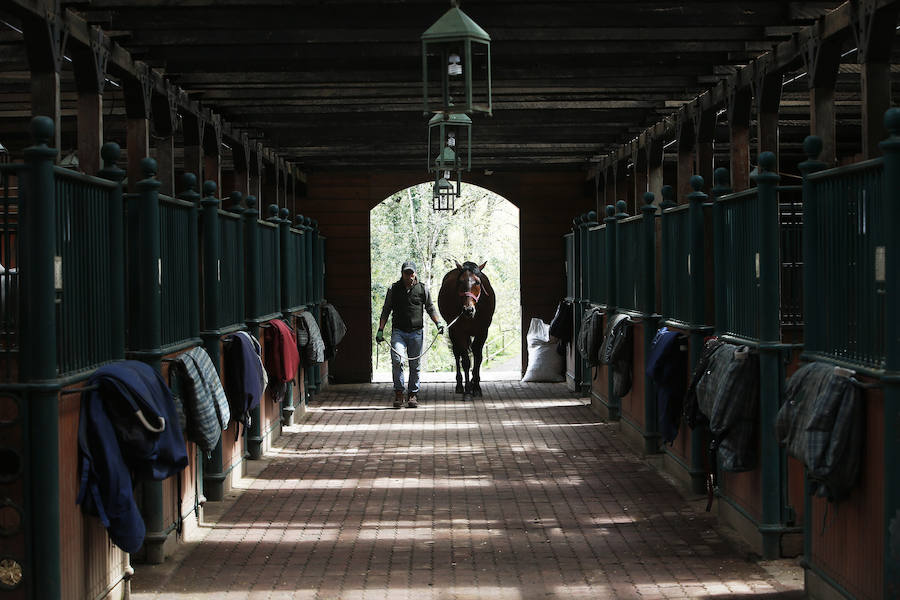 Nobleza, funcionalidad y belleza son las características del caballo español, un animal que está en el origen de tres de las cuatro míticas escuelas de Jerez (España), Cadre Noir (Francia) y Viena (Austria), además de la Real Escuela Portuguesa, dedicada al caballo lusitano.