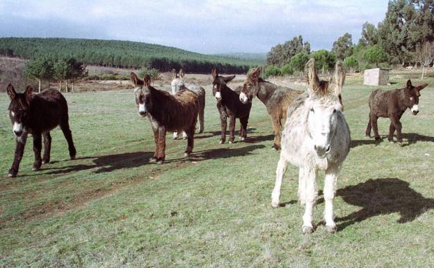 Burros pastando en una imagen de archivo.