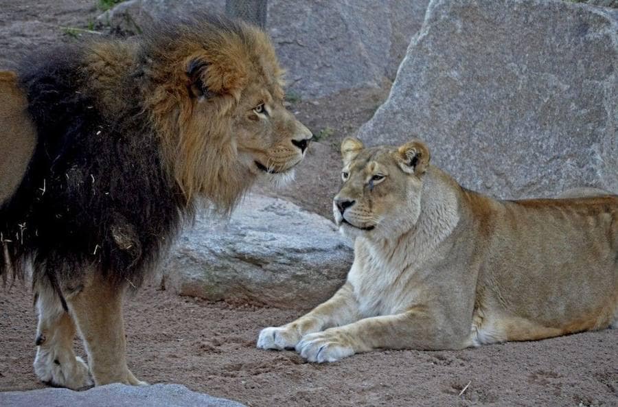 El felino ha fallecido a los 19 años