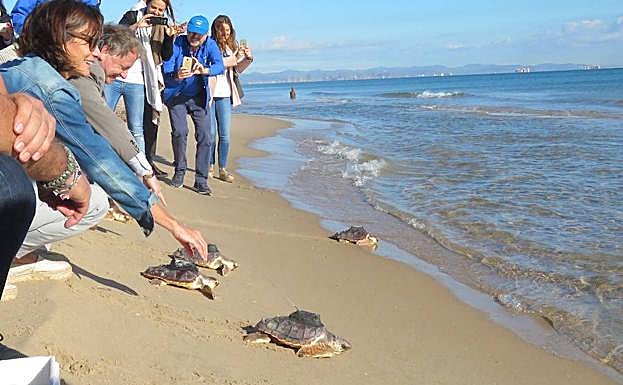 Cuatro tortugas soltadas hace un mes en El Saler ya han rebasado las Baleares