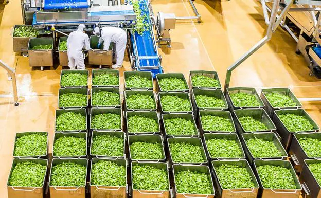 'Microgreen', el nuevo producto en fase de desarrollo que pronto llegará a los supermercados