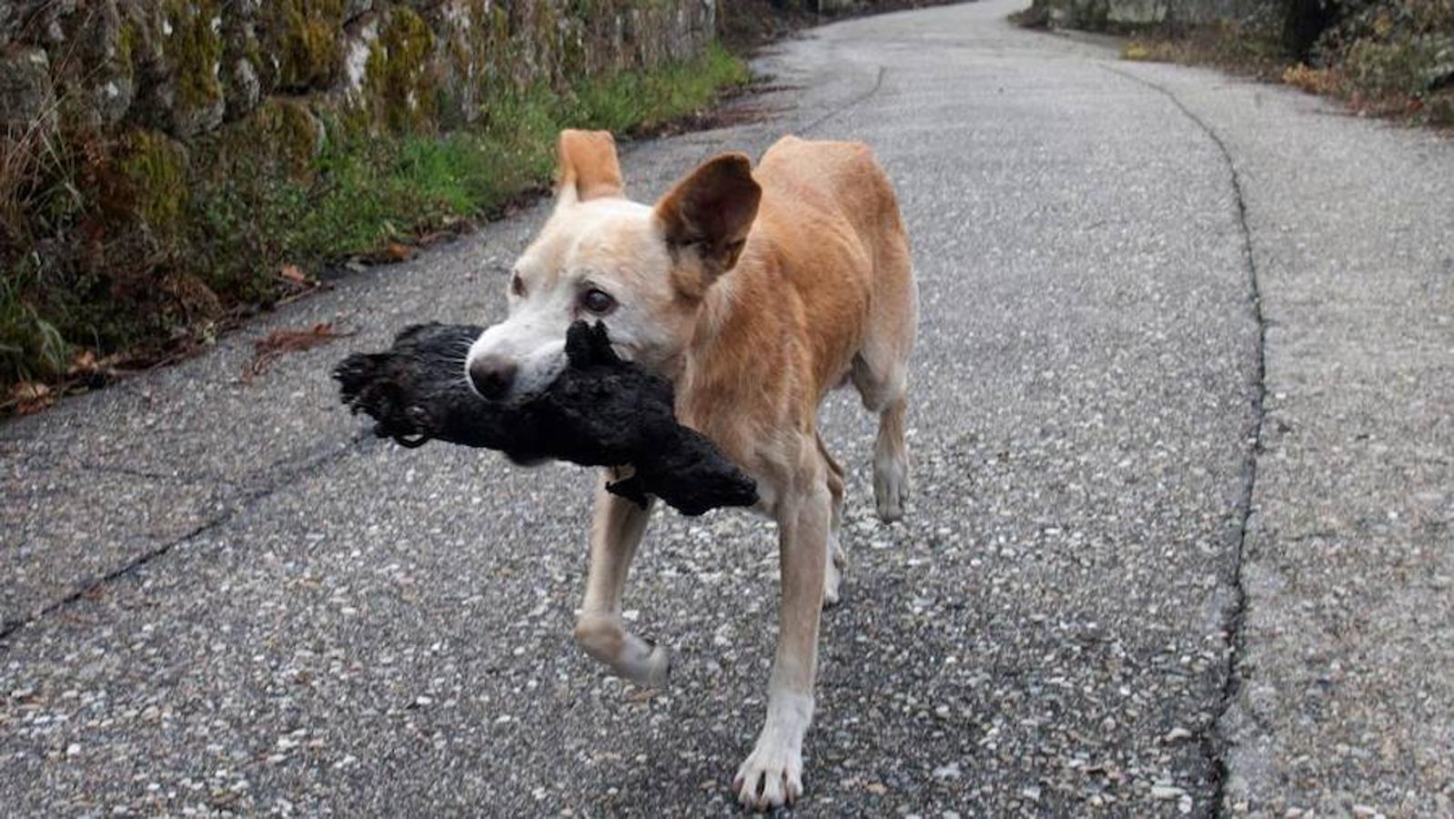 La perrita que aparece en esta imagen se convirtió en todo un símbolo de la desolación producida por los incendios en Galicia. Pero la historia que hay tras esta foto no es la que se contó en un primer momento. Al ver a su mascota en todos los medios de comunicación, su dueña quiso dejar claro que lo que llevaba en la boca no era ninguna de sus crías, como se dijo, sino un conejo que acababa de cazar y que fue a enterrar en un campo cercano.