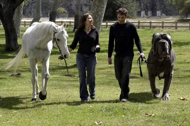 Todos vieron, seguro, la foto de esta pareja paseando un caballo y un perro, Hércules, casi tan grande como el equino. Circuló por las redes sociales como la pólvora, por la asombrosa corpulencia del can. Era todo mentira.