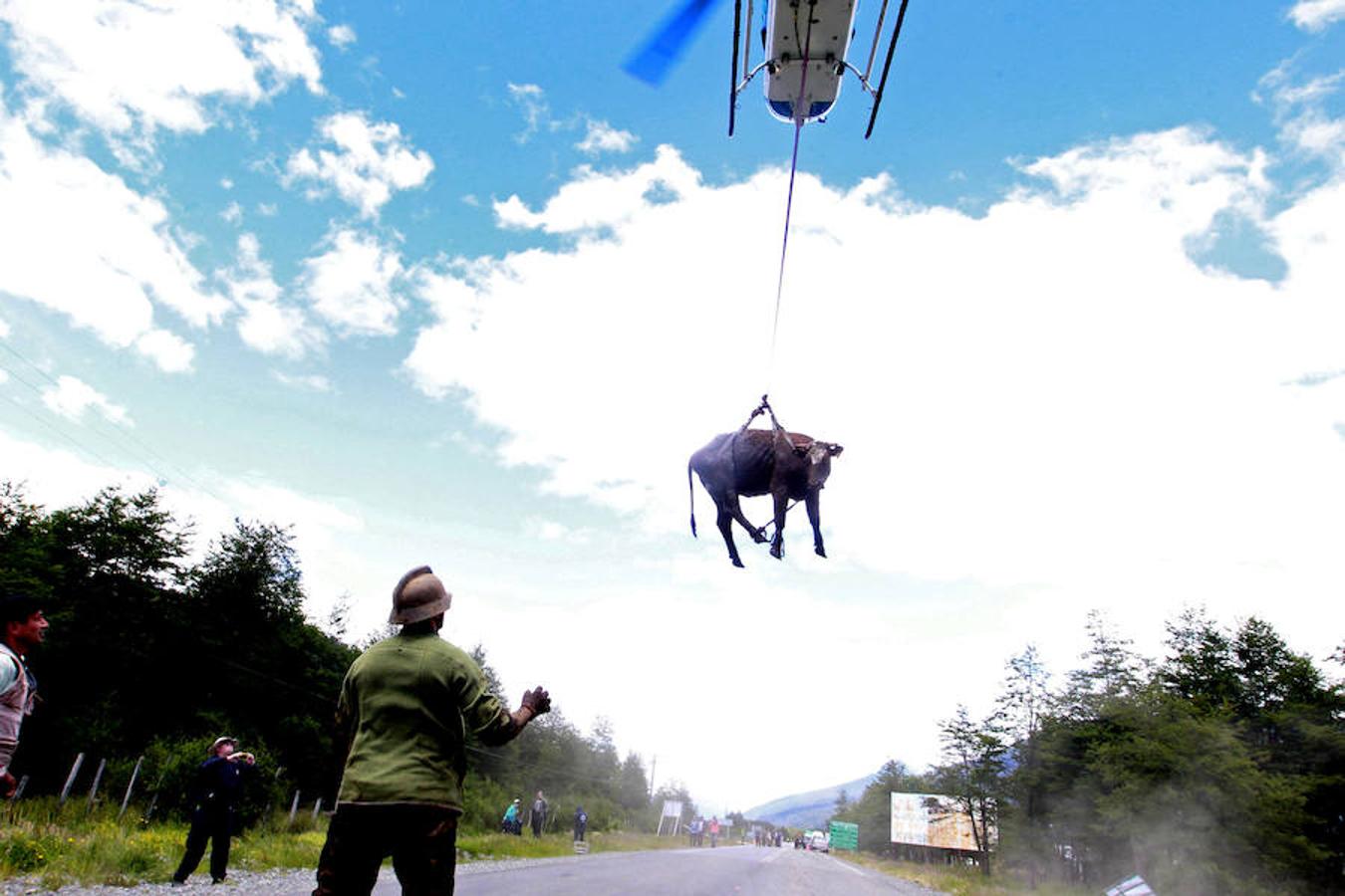 Operarios rescatan a una vaca tras la avalancha de lodo que ha sepultado un pueblo al sur de Chile.