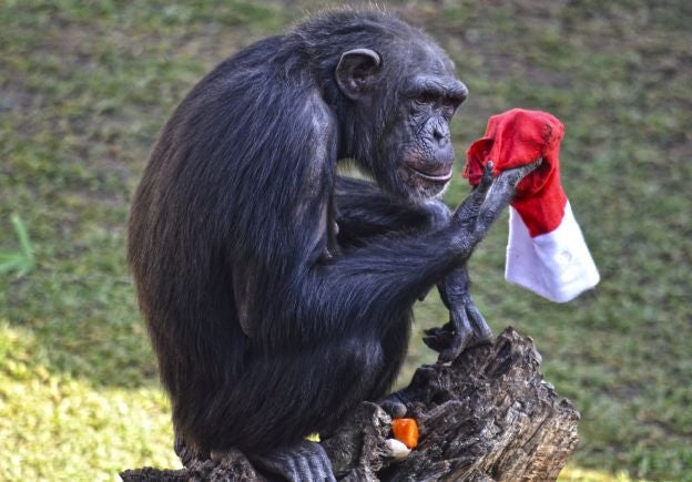 Ya es Navidad y Papá Noel se ha pasado por el Bioparc para dar sus regalos a los animales.