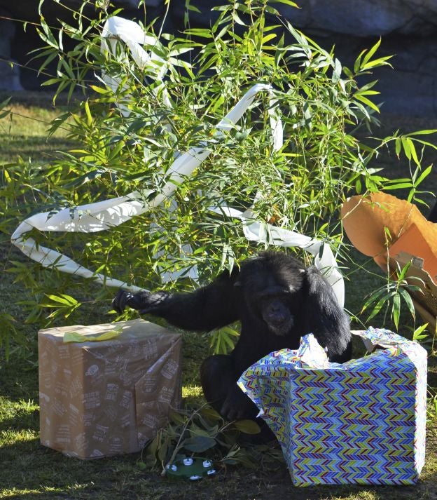 Ya es Navidad y Papá Noel se ha pasado por el Bioparc para dar sus regalos a los animales.