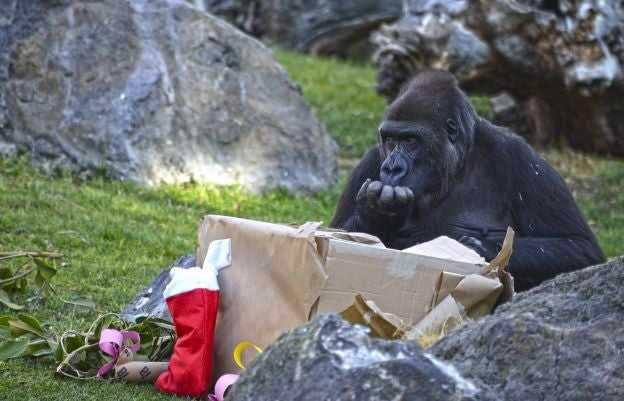 Ya es Navidad y Papá Noel se ha pasado por el Bioparc para dar sus regalos a los animales.