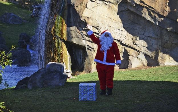 Ya es Navidad y Papá Noel se ha pasado por el Bioparc para dar sus regalos a los animales.