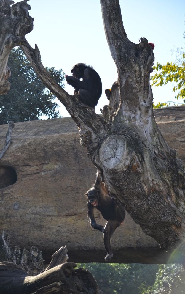 Ya es Navidad y Papá Noel se ha pasado por el Bioparc para dar sus regalos a los animales.
