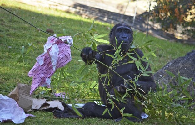 Ya es Navidad y Papá Noel se ha pasado por el Bioparc para dar sus regalos a los animales.