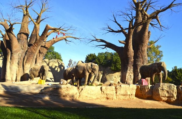 Ya es Navidad y Papá Noel se ha pasado por el Bioparc para dar sus regalos a los animales.