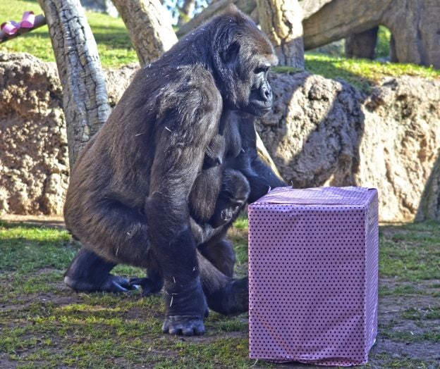 Ya es Navidad y Papá Noel se ha pasado por el Bioparc para dar sus regalos a los animales.