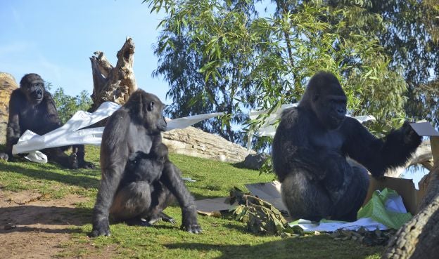 Ya es Navidad y Papá Noel se ha pasado por el Bioparc para dar sus regalos a los animales.
