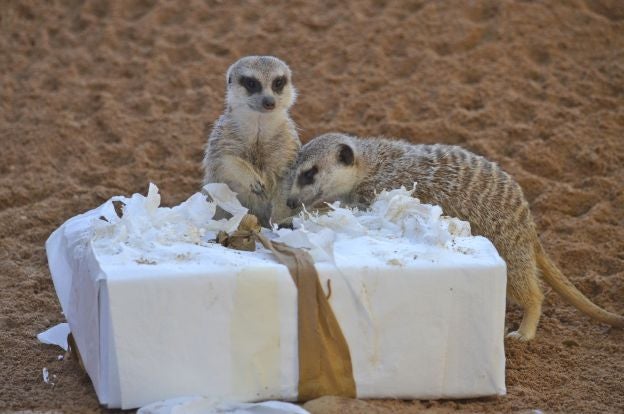 Ya es Navidad y Papá Noel se ha pasado por el Bioparc para dar sus regalos a los animales.