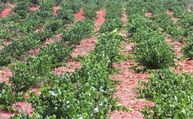 Vides y viñedos en Requena. 