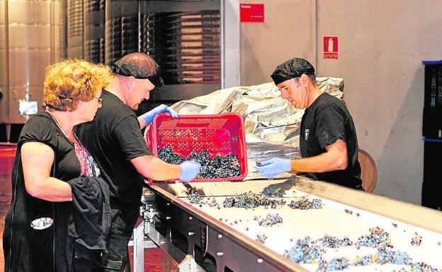 Labores de selección de uva en las instalaciones de Bodegas Bocopa.