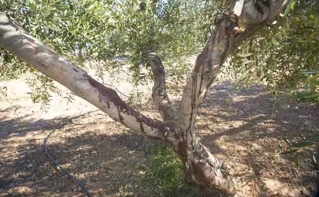 Sangre en uno de los árboles tras el ataque de los perros. 