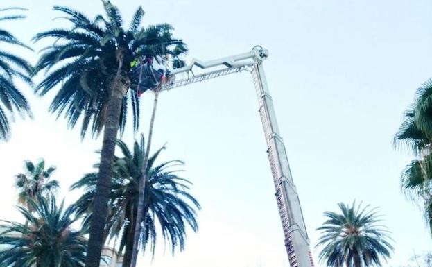 Escaleras de bomberos contra el picudo