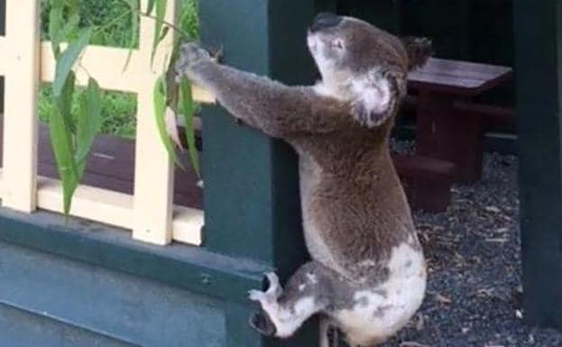 Australia investiga la muerte de un koala que apareció atornillado a un poste