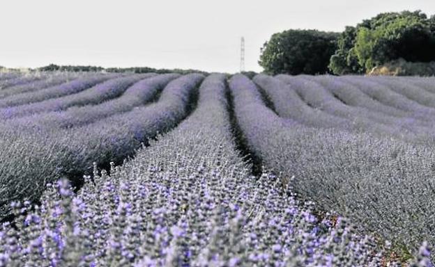 Un enorme campo de lavanda en la localidad alcarreña de Brihuega. 