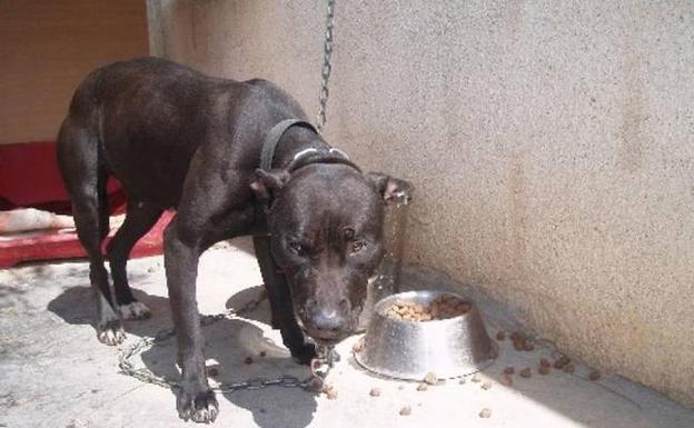 Un perro de raza peligrosa mata a bocados a un caniche en una calle de Valencia