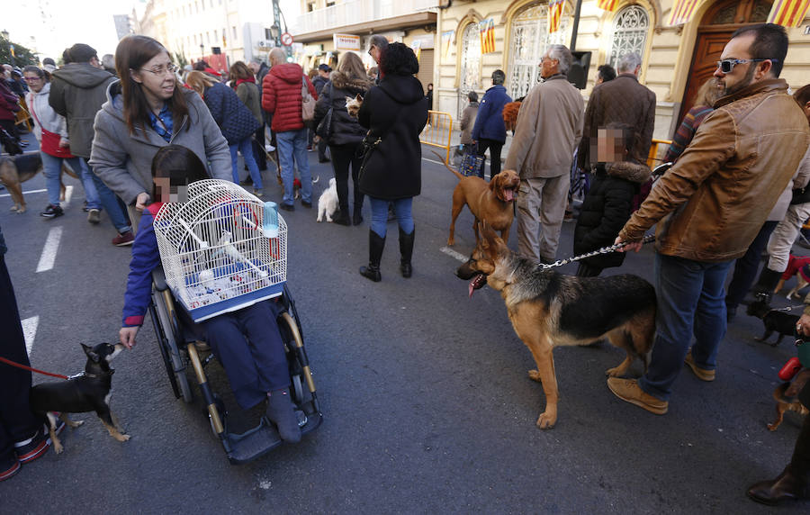 La calle Sagunto es, desde primera hora de la mañana, el epicentro de la celebración de la festividad de San Antonio Abad en la ciudad de Valencia. Perros, gatos, loros, hurones, tortugas o conejos son algunos de los animales que desde las 12.00 horas reciben la bendición en el acto organizado por la Hermandad de San Antonio Abad. El primero en recibir el agua bendita ha sido Currito, la mascota de Vicenta Cerveró, de Campanar. “Vengo desde hace cinco años con él, desde que lo saqué de la protectora de animales”, relata. Los participantes en el desfile, que cerrarán las caballerías, reciben garrofetes y panes bendecidos, además de una estampa de San Antonio Abad. Algunos de los asistentes han llegado a las ocho de la mañana para ser de los primeros en pasar.