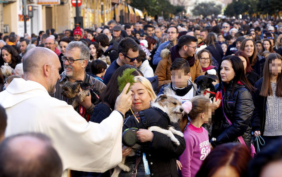 La calle Sagunto es, desde primera hora de la mañana, el epicentro de la celebración de la festividad de San Antonio Abad en la ciudad de Valencia. Perros, gatos, loros, hurones, tortugas o conejos son algunos de los animales que desde las 12.00 horas reciben la bendición en el acto organizado por la Hermandad de San Antonio Abad. El primero en recibir el agua bendita ha sido Currito, la mascota de Vicenta Cerveró, de Campanar. “Vengo desde hace cinco años con él, desde que lo saqué de la protectora de animales”, relata. Los participantes en el desfile, que cerrarán las caballerías, reciben garrofetes y panes bendecidos, además de una estampa de San Antonio Abad. Algunos de los asistentes han llegado a las ocho de la mañana para ser de los primeros en pasar.