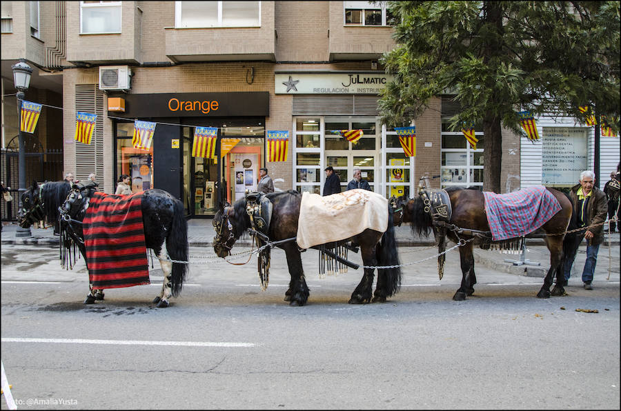 La calle Sagunto es, desde primera hora de la mañana, el epicentro de la celebración de la festividad de San Antonio Abad en la ciudad de Valencia. Perros, gatos, loros, hurones, tortugas o conejos son algunos de los animales que desde las 12.00 horas reciben la bendición en el acto organizado por la Hermandad de San Antonio Abad. El primero en recibir el agua bendita ha sido Currito, la mascota de Vicenta Cerveró, de Campanar. “Vengo desde hace cinco años con él, desde que lo saqué de la protectora de animales”, relata. Los participantes en el desfile, que cerrarán las caballerías, reciben garrofetes y panes bendecidos, además de una estampa de San Antonio Abad. Algunos de los asistentes han llegado a las ocho de la mañana para ser de los primeros en pasar.