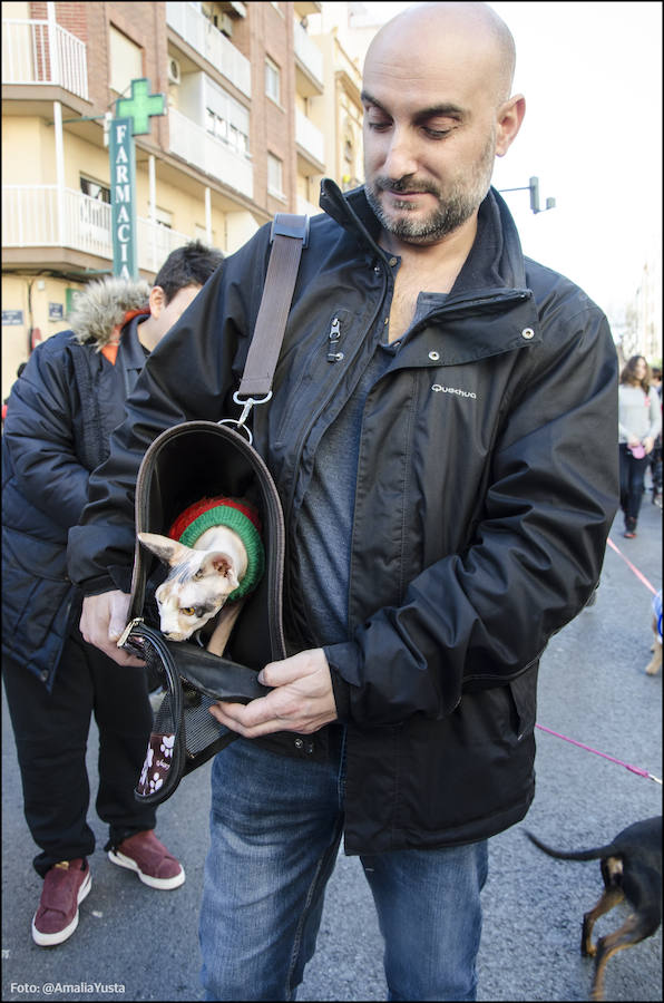 La calle Sagunto es, desde primera hora de la mañana, el epicentro de la celebración de la festividad de San Antonio Abad en la ciudad de Valencia. Perros, gatos, loros, hurones, tortugas o conejos son algunos de los animales que desde las 12.00 horas reciben la bendición en el acto organizado por la Hermandad de San Antonio Abad. El primero en recibir el agua bendita ha sido Currito, la mascota de Vicenta Cerveró, de Campanar. “Vengo desde hace cinco años con él, desde que lo saqué de la protectora de animales”, relata. Los participantes en el desfile, que cerrarán las caballerías, reciben garrofetes y panes bendecidos, además de una estampa de San Antonio Abad. Algunos de los asistentes han llegado a las ocho de la mañana para ser de los primeros en pasar.